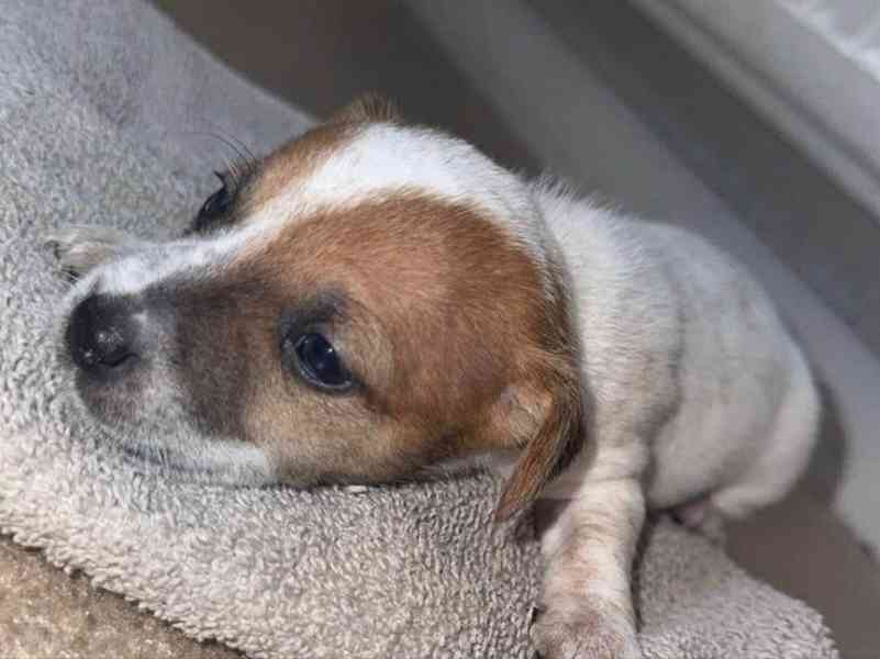 Štěňata jack russella hledají domov - foto 7