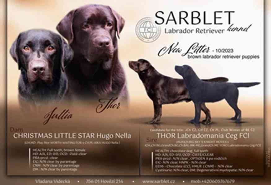 Labradorský  retrívr- hnědá  štěňátka s PP - foto 9