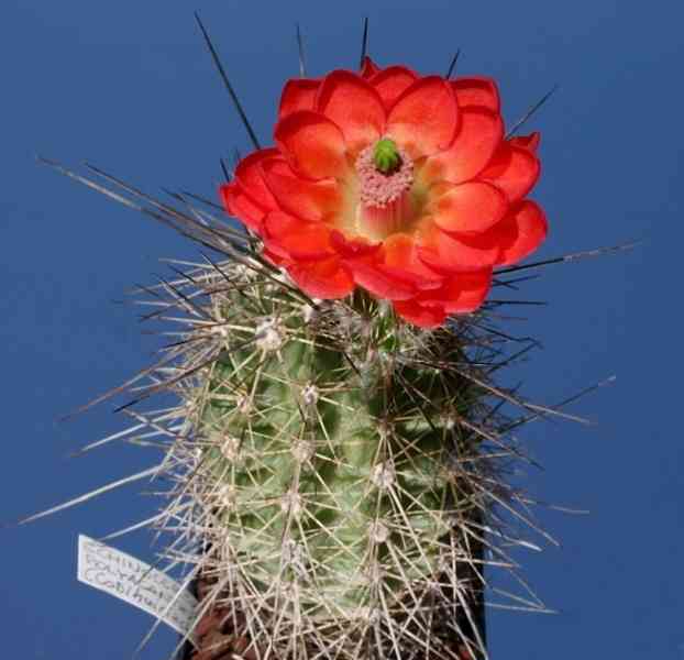 kaktus Echinocereus polyacanthus v. spinigematus