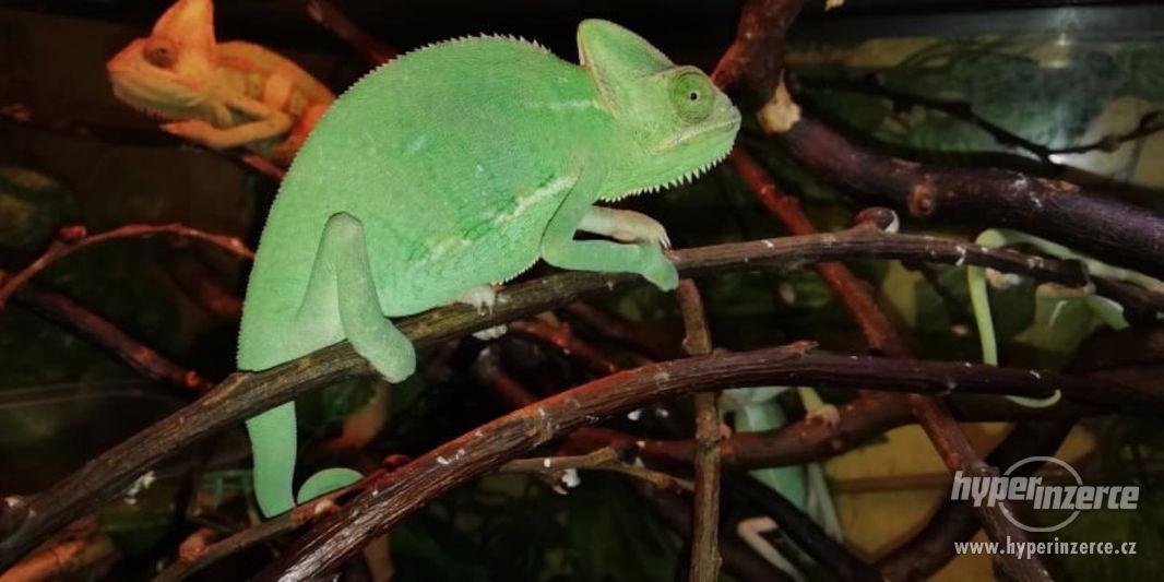 Chameleon jemenský - odrostlá mláďata - foto 1