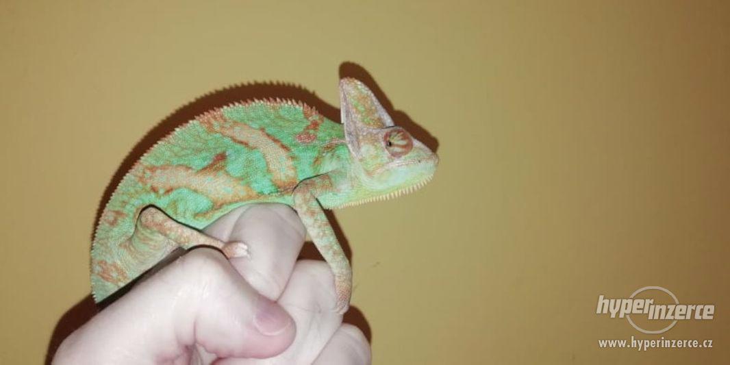 Chameleon jemenský - odrostlá mláďata - foto 2