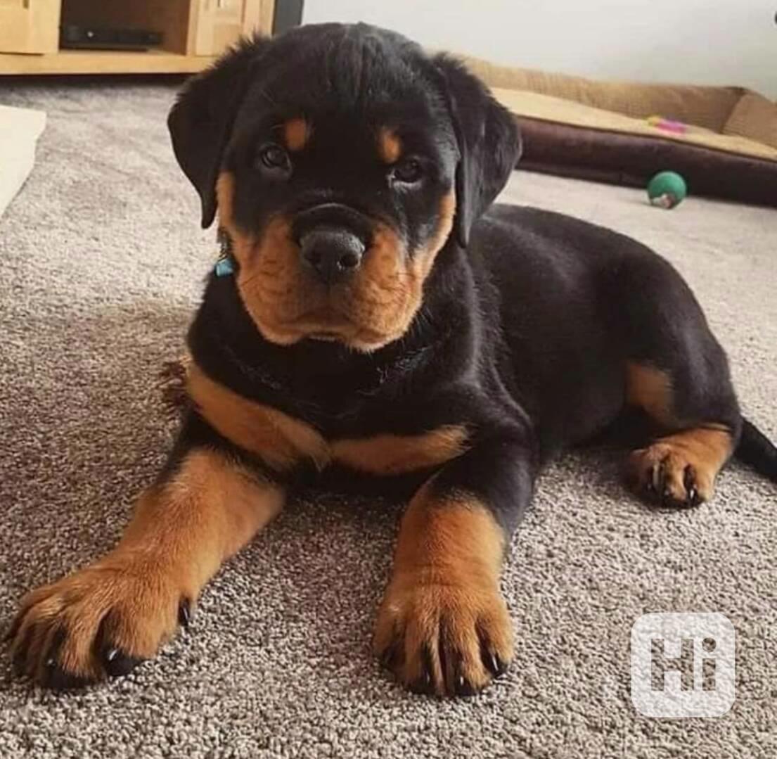 Rozkošná miniaturní štěňata rotvajlera - foto 1