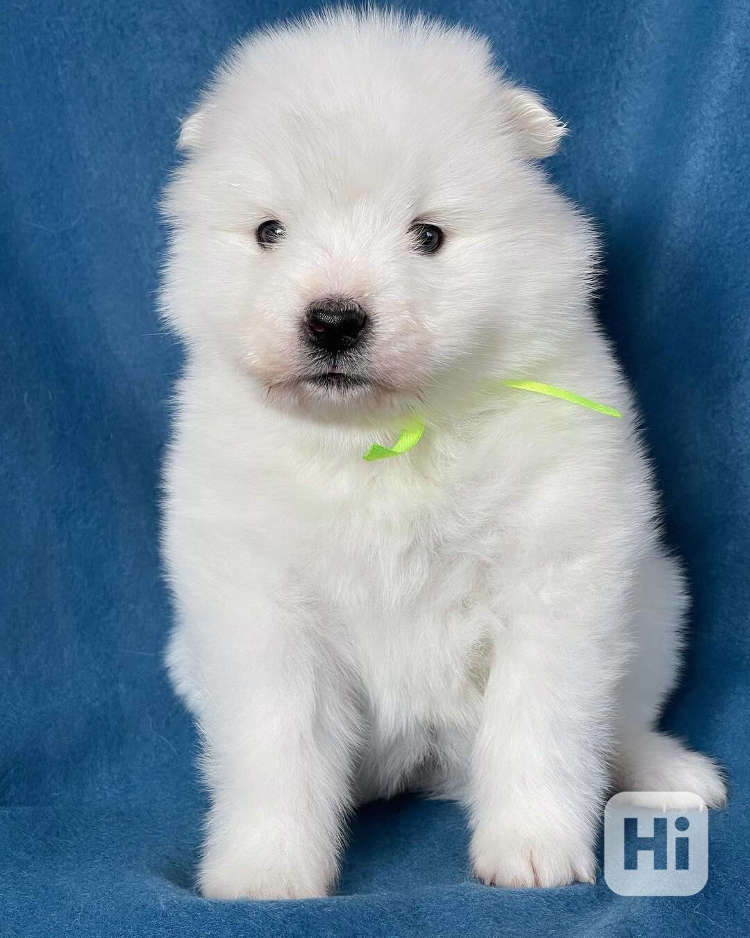 Roztomilá a milá štěňata samojeda k dispozici na Vánoce - foto 1