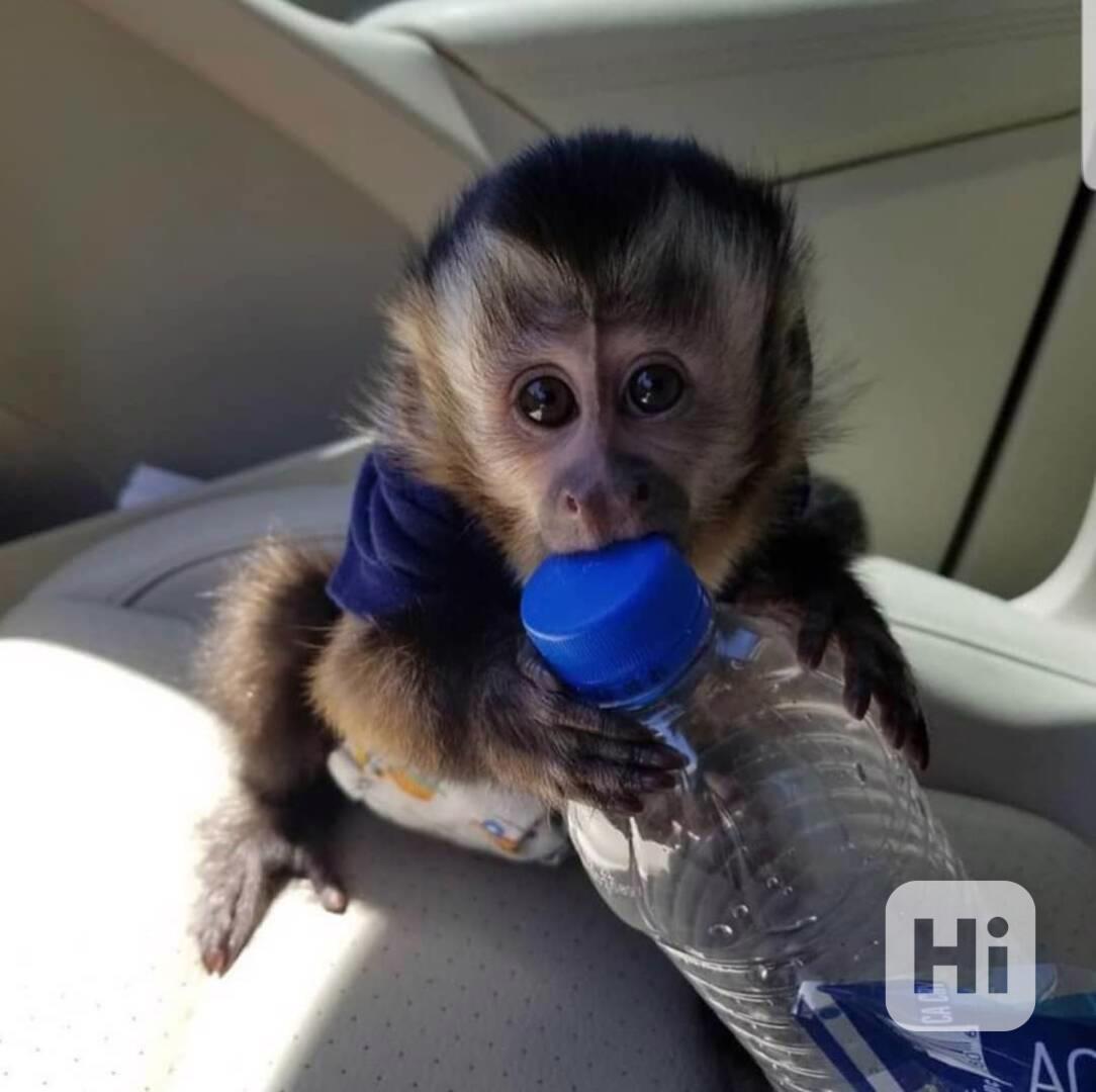  Kapucínští skákající přátelé - foto 1