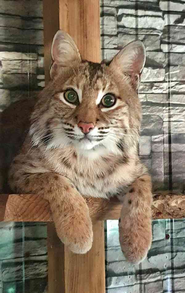 Bobcat ( Lynx) - foto 4