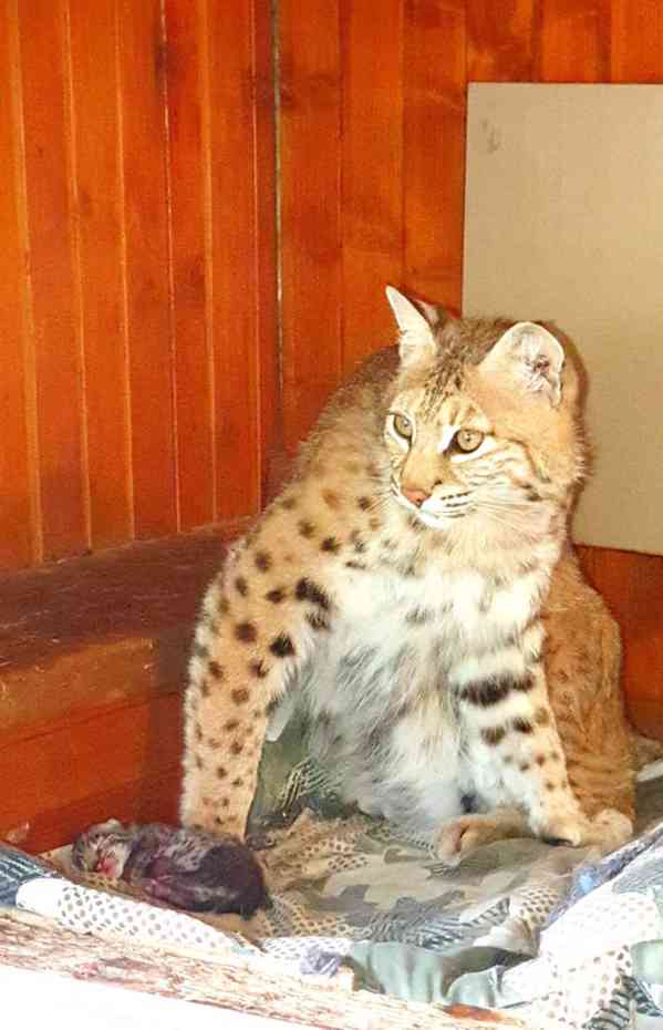 Bobcat ( Lynx) - foto 3