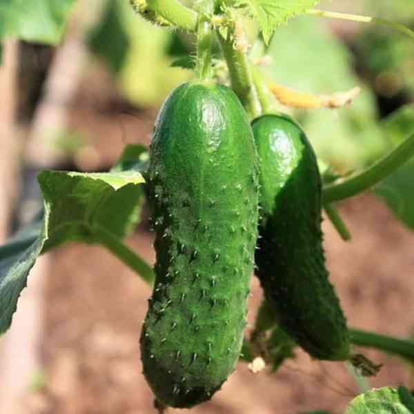 Okurka nakládačka Frykas F1 - semena - foto 1