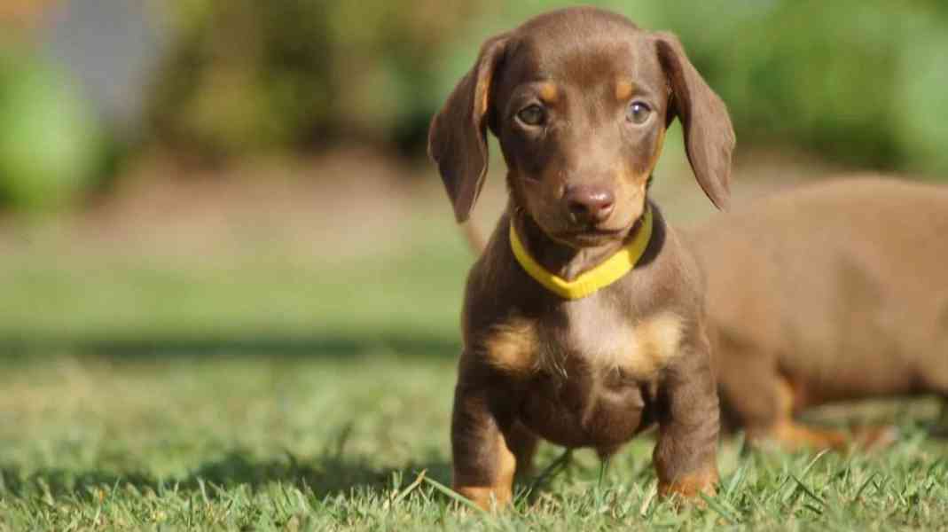 Krásná štěňata jezevčíka - foto 4