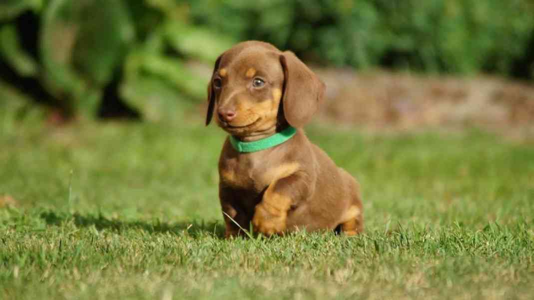 Krásná štěňata jezevčíka - foto 5