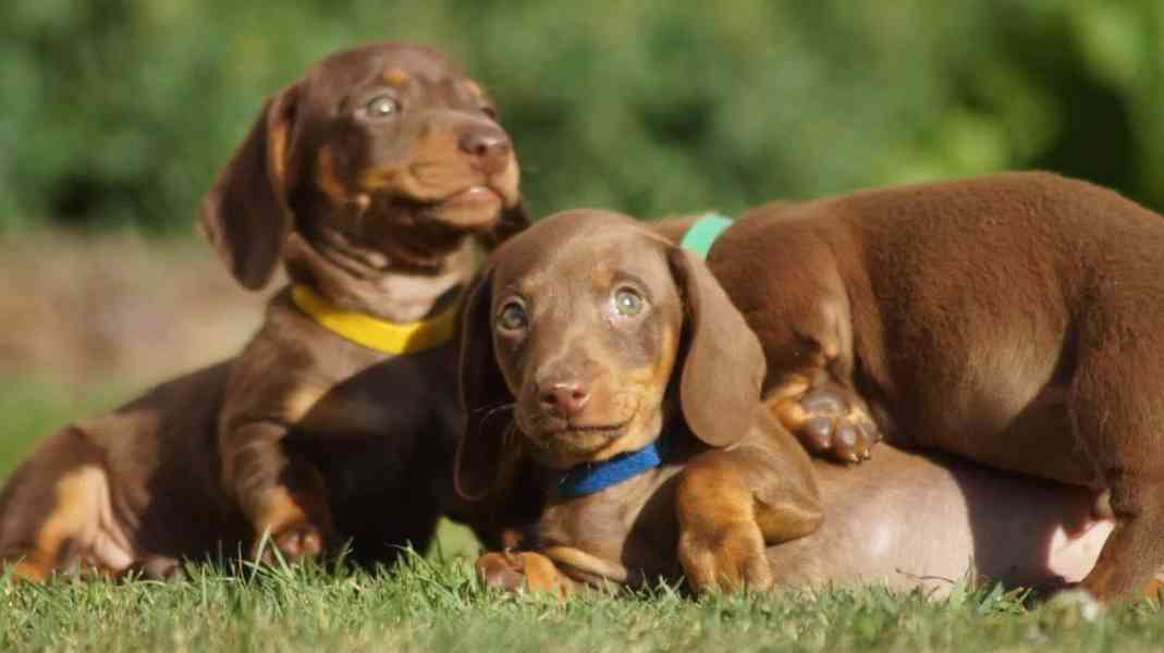 Krásná štěňata jezevčíka - foto 2