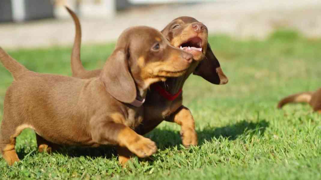 Krásná štěňata jezevčíka - foto 3