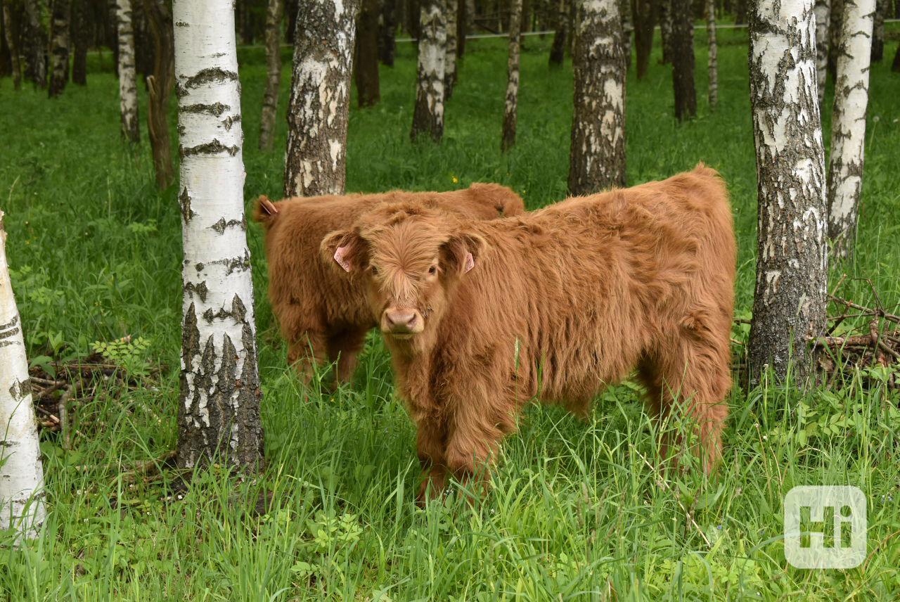 Prodám letošní a loňské býčky Highland-Skotský náhorní skot  - foto 1