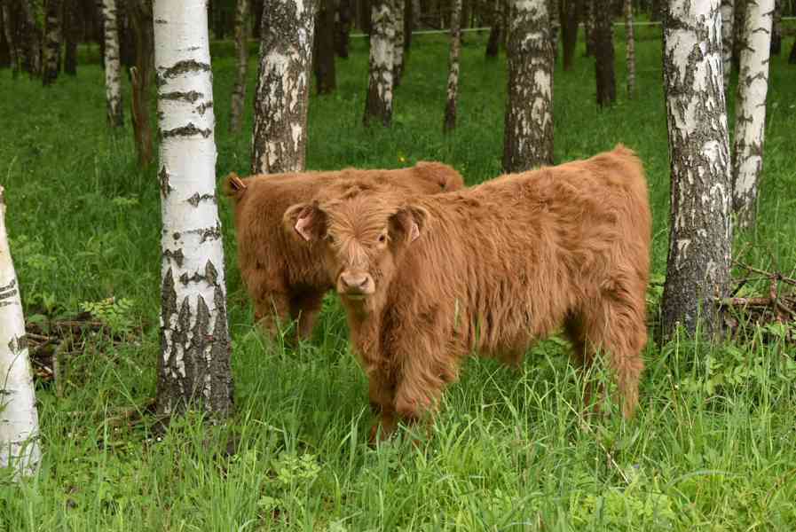 Prodám letošní a loňské býčky Highland-Skotský náhorní skot 