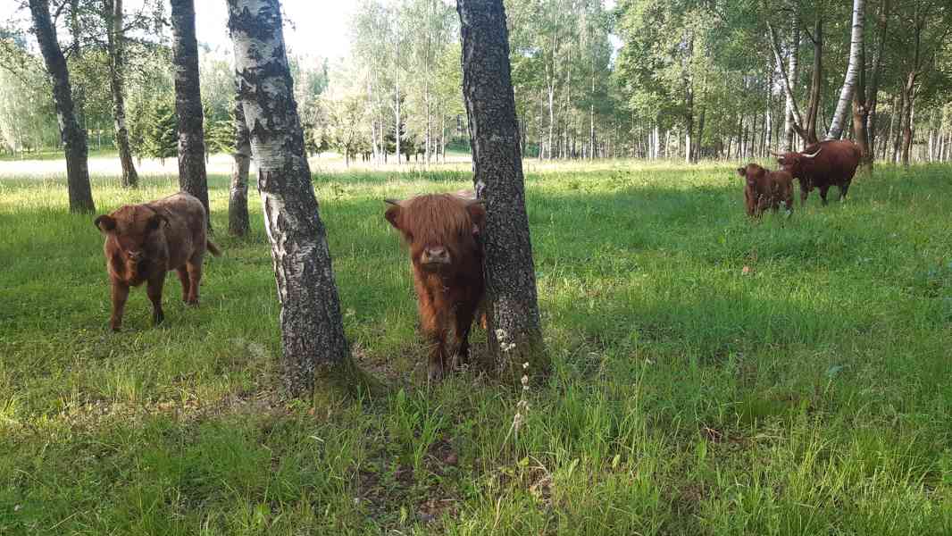 Prodám letošní a loňské býčky Highland-Skotský náhorní skot  - foto 2