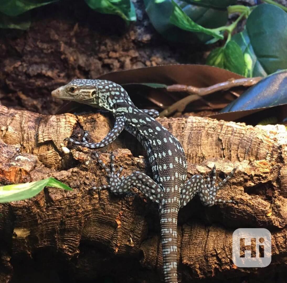 Prodám ještěrku modrou - foto 1