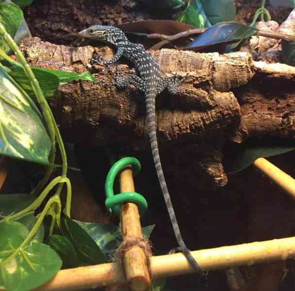 Prodám ještěrku modrou - foto 2