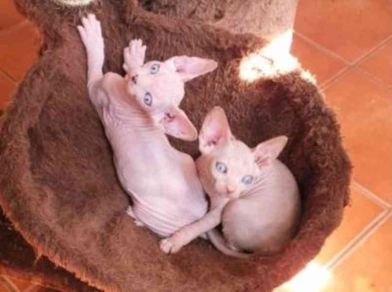 Koťata sphynxů na prodej - foto 1