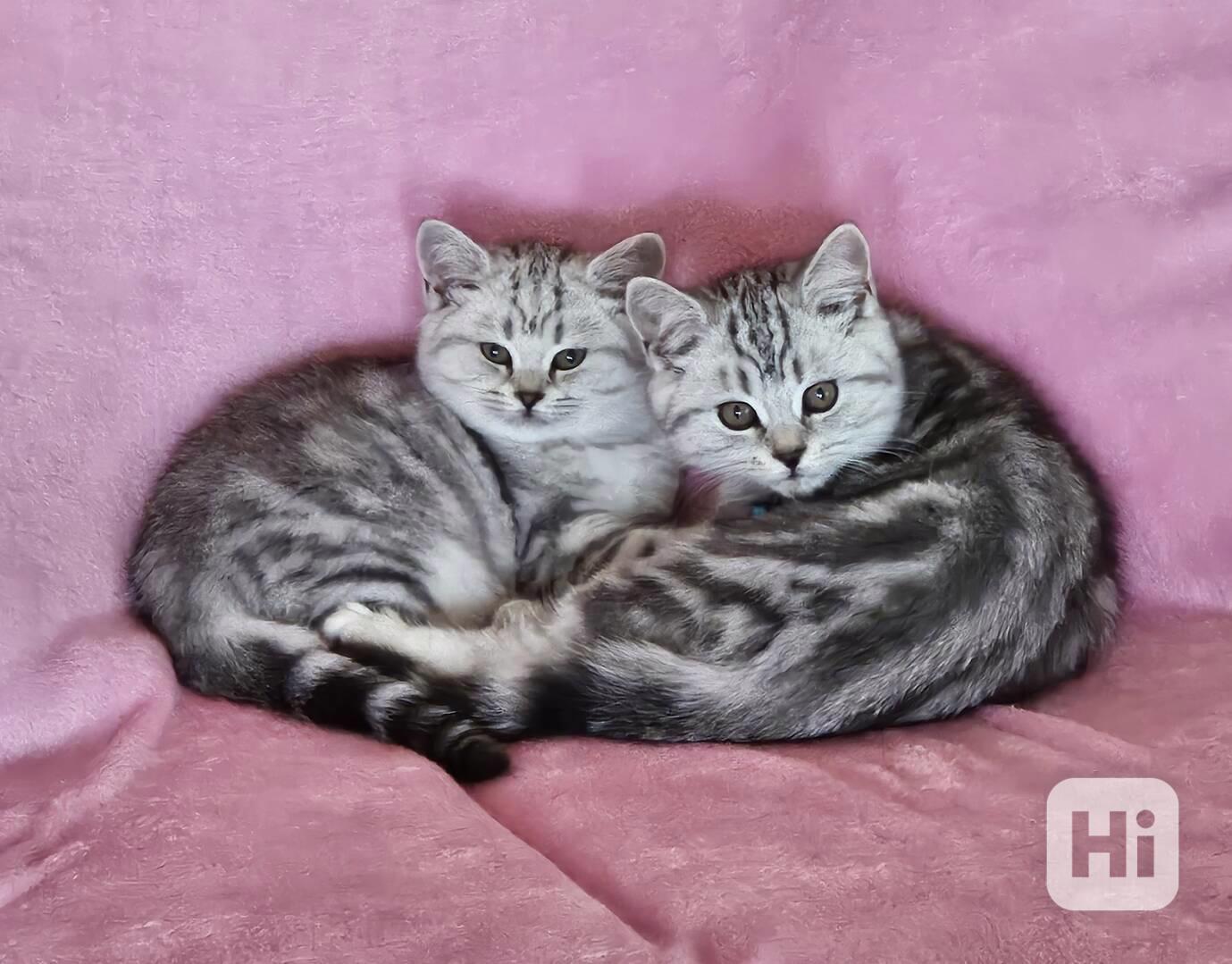 Britská koťátka - foto 1