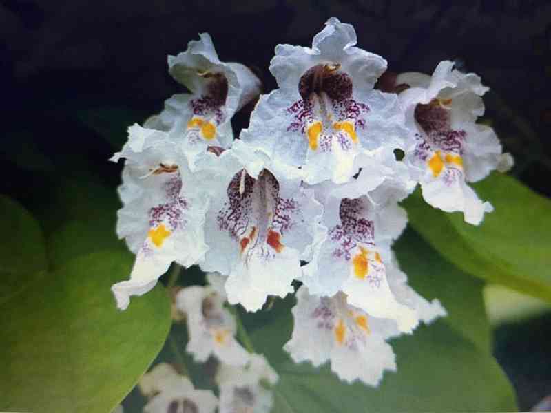 Catalpa Bignonioides, Catalpa NANA roubovaná