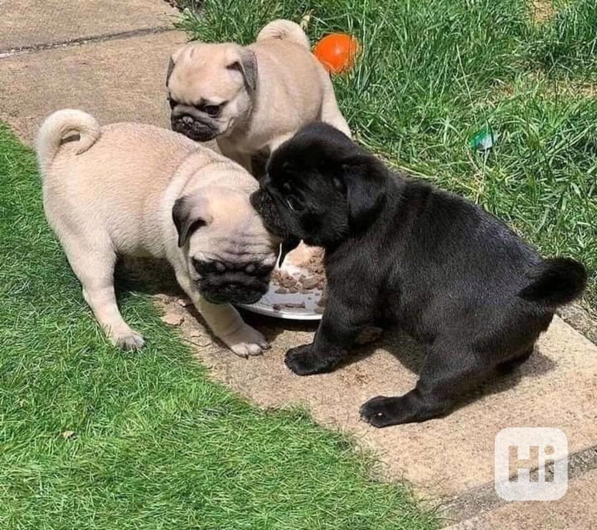 přátelská štěňata mopsů k adopci - foto 1