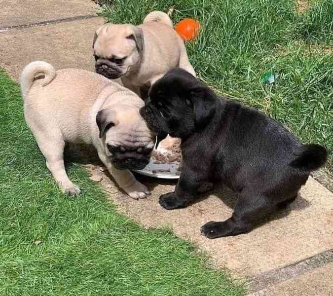 přátelská štěňata mopsů k adopci - foto 1
