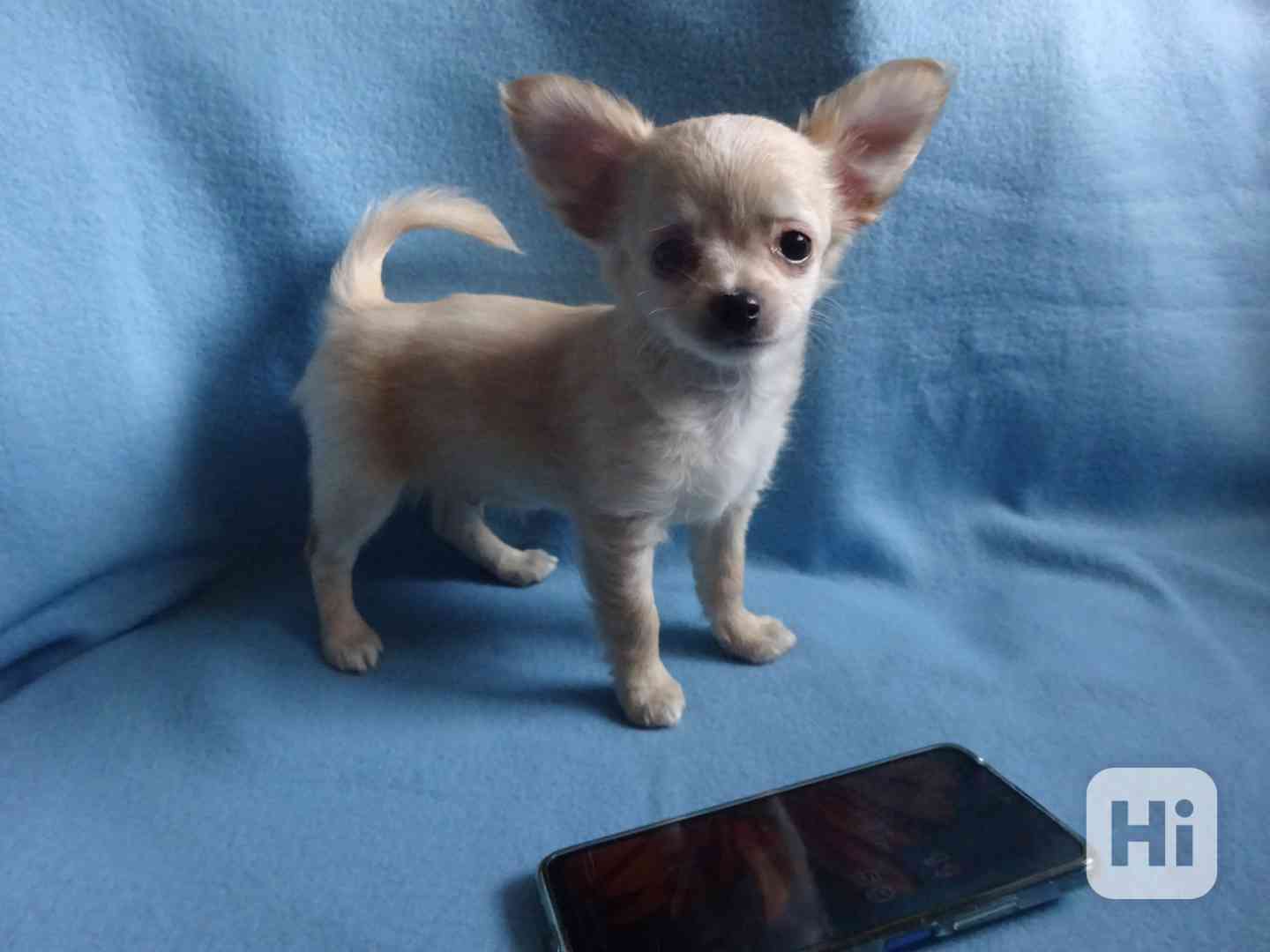🐶 Nabízím štěňátko čivavy – dlouhosrstý pejsek bez PP 🐾 - foto 1