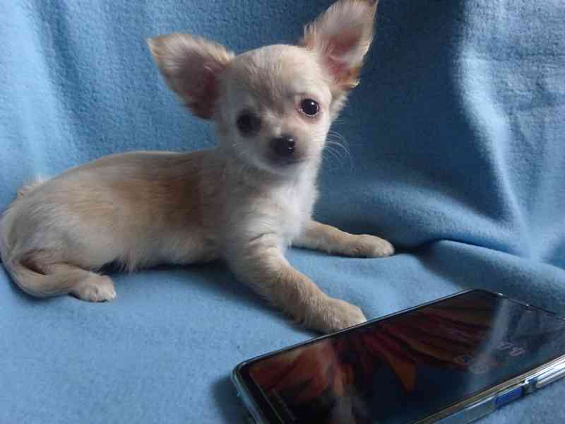 🐶 Nabízím štěňátko čivavy – dlouhosrstý pejsek bez PP 🐾 - foto 2
