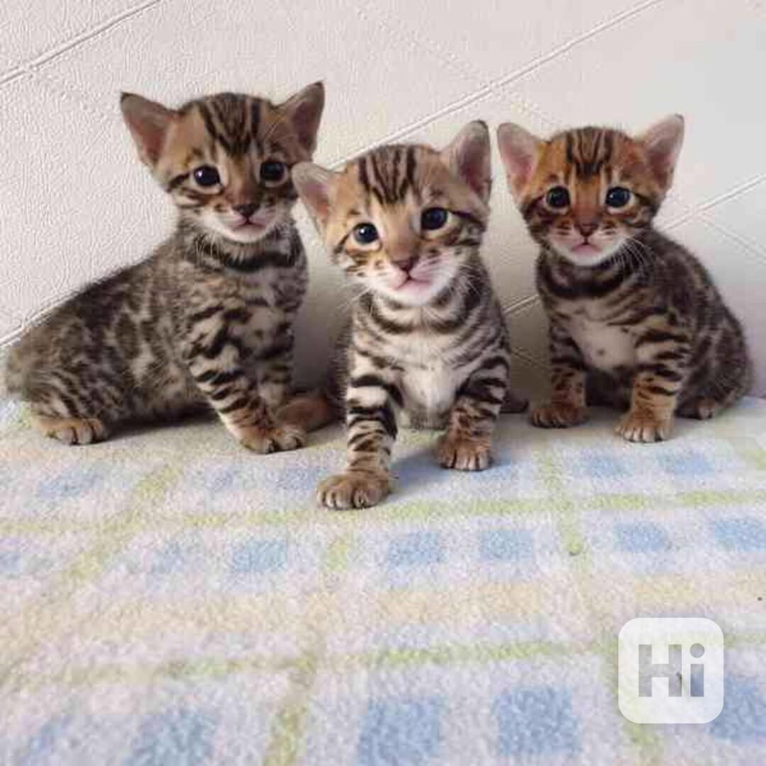 Dobře vychovaná bengálská koťátka - foto 1