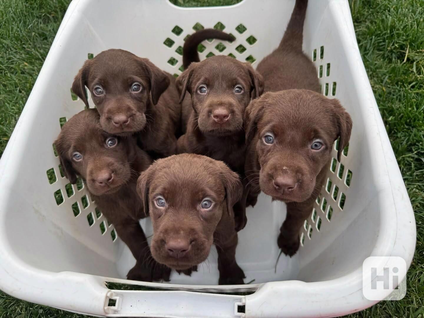 Štěňata labradorského retrívra - foto 1