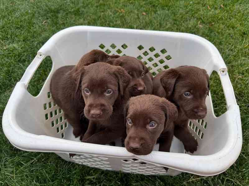 Štěňata labradorského retrívra - foto 2