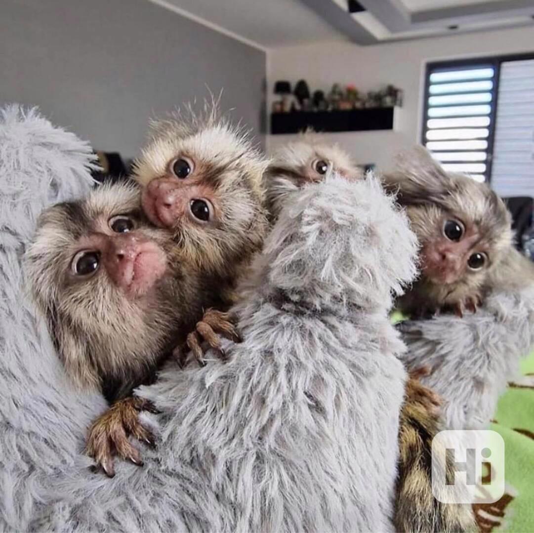 Rozkošné opice kosmanů k dispozici - foto 1