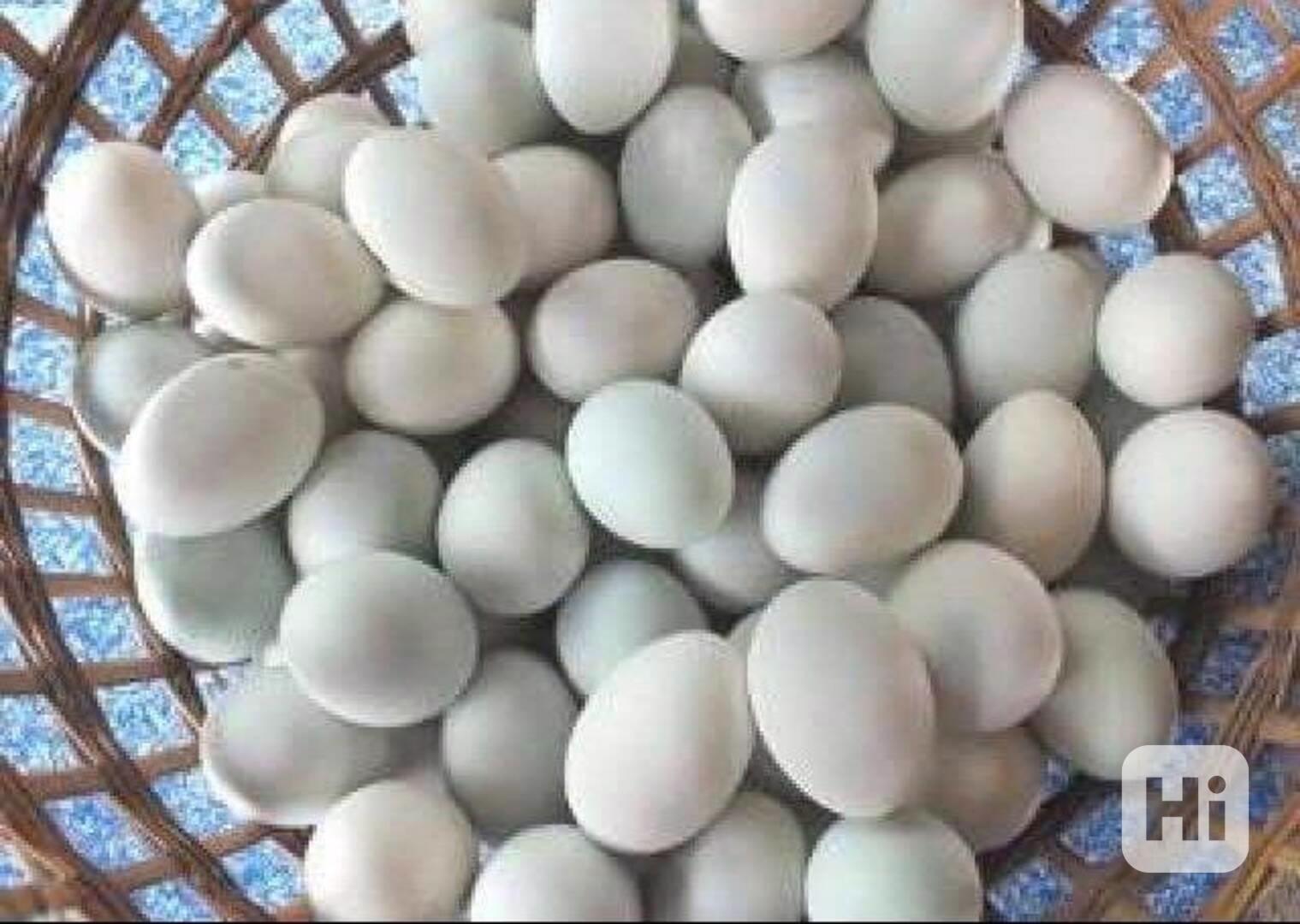 Papoušci a papouščí vejce - foto 1