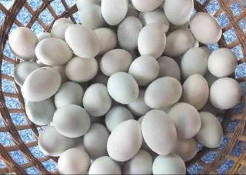 Papoušci a papouščí vejce