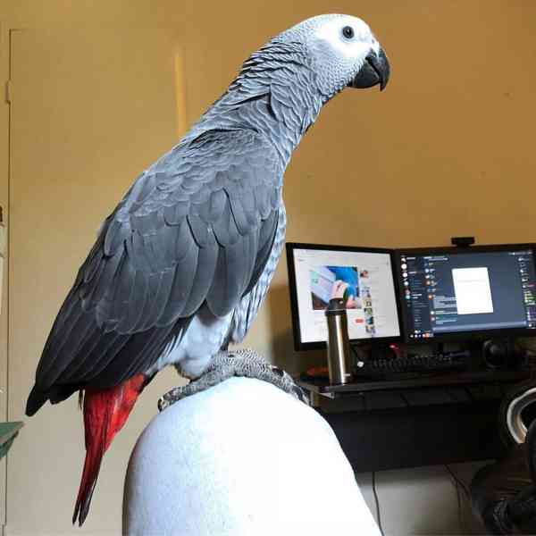 Papoušci a papouščí vejce - foto 2