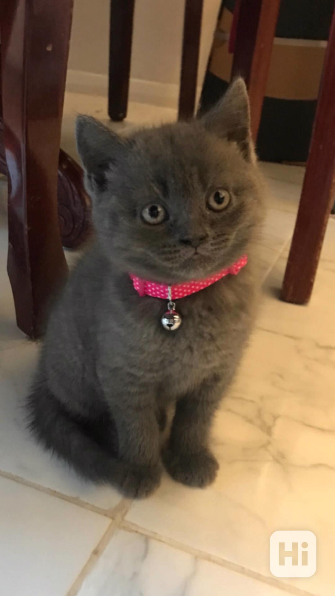 Britská kočka - foto 1