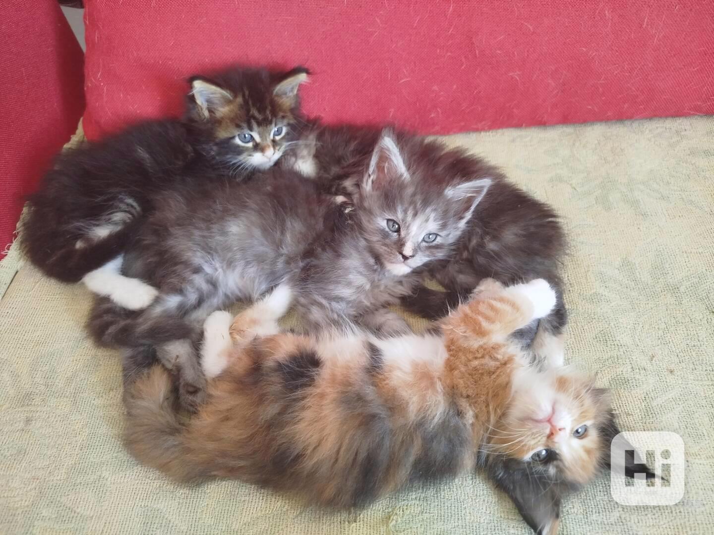 Mainská mývalí koťátka  - foto 1