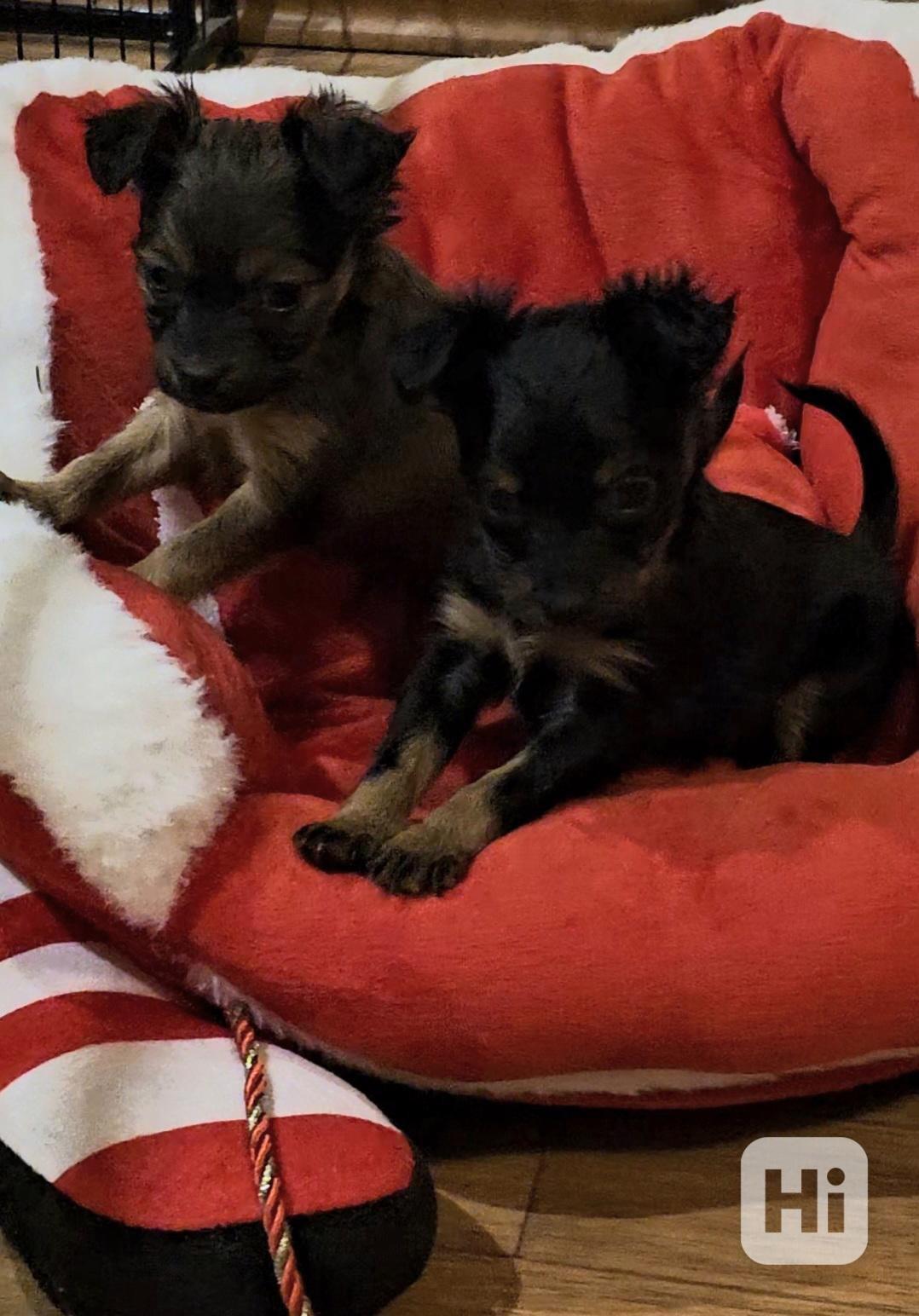 Ruský toy  - foto 1