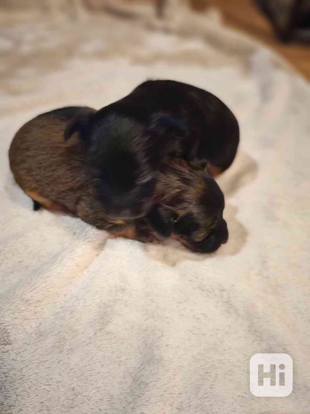 Ruský toy  - foto 1