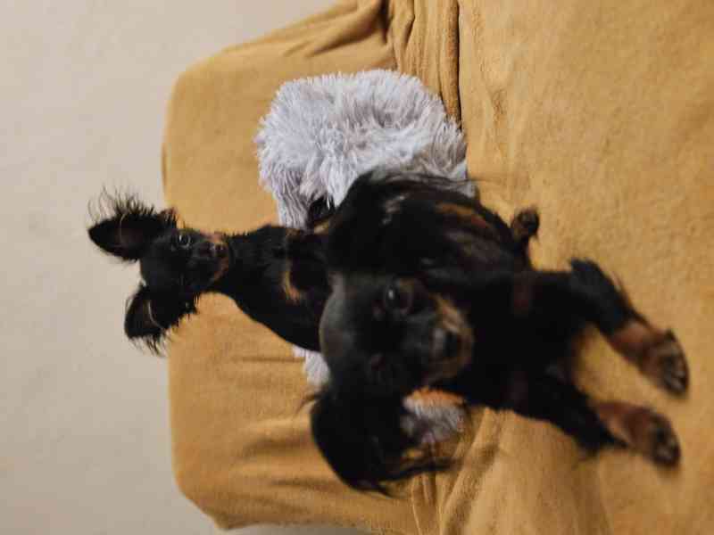 Ruský toy  - foto 3