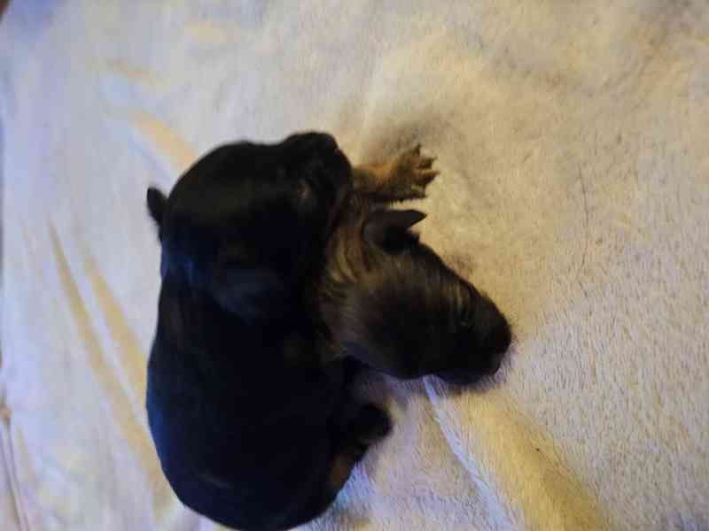 Ruský toy  - foto 2