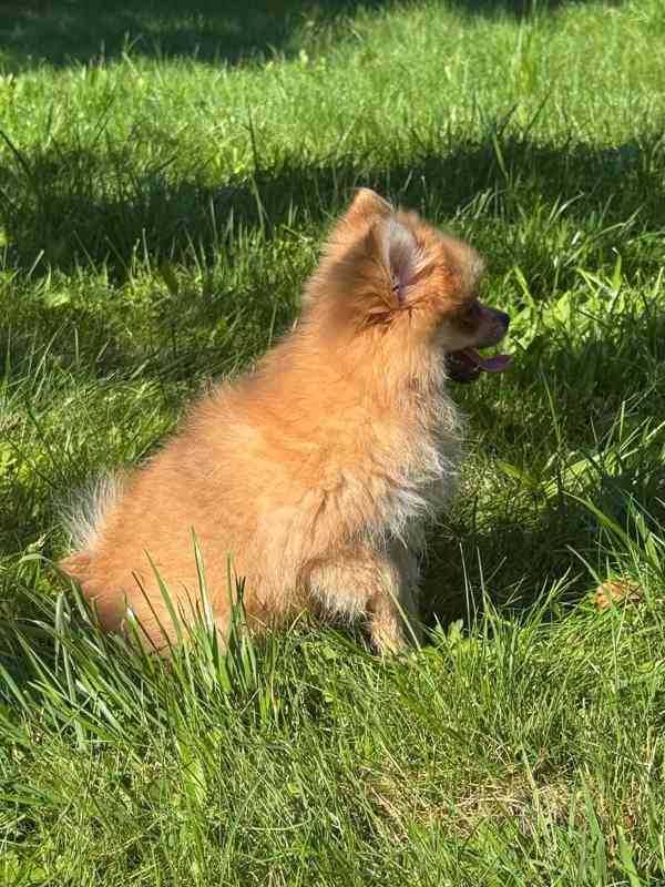 Pomeranian holčička  - foto 3