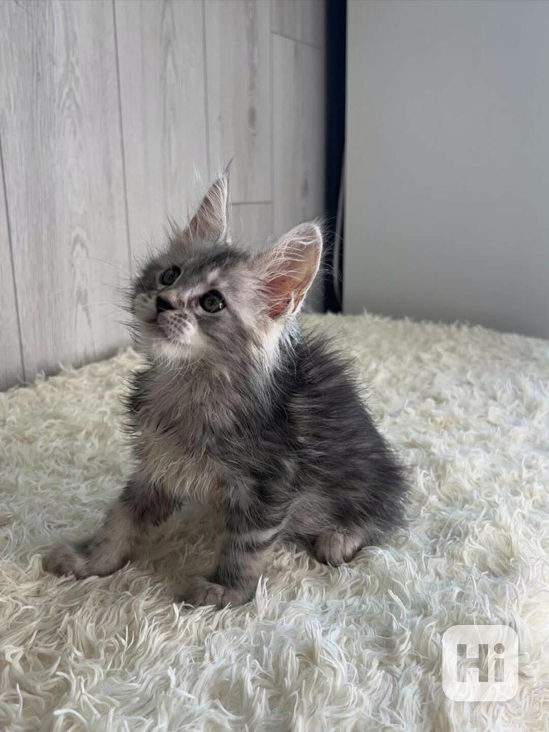 Kočky plemene Maine Coon k dispozici - foto 1