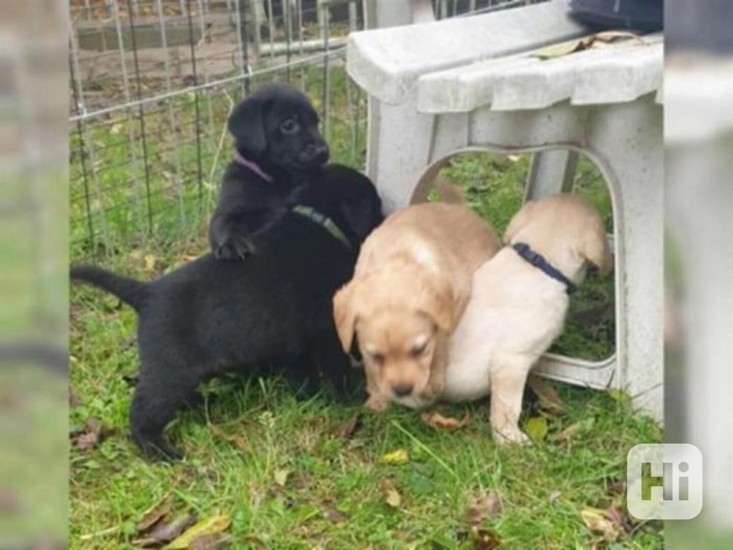 Labradorský retriever bez PP - foto 1