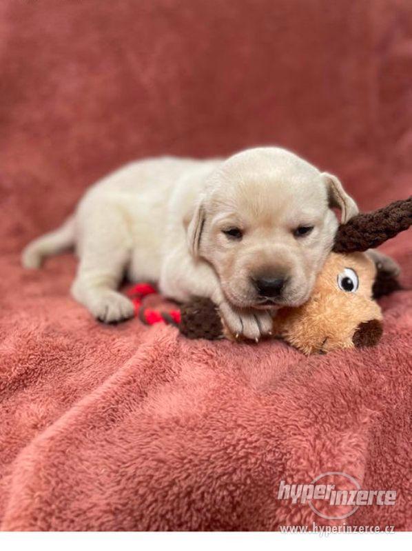 štěně labradora k adopci zdarma - foto 1