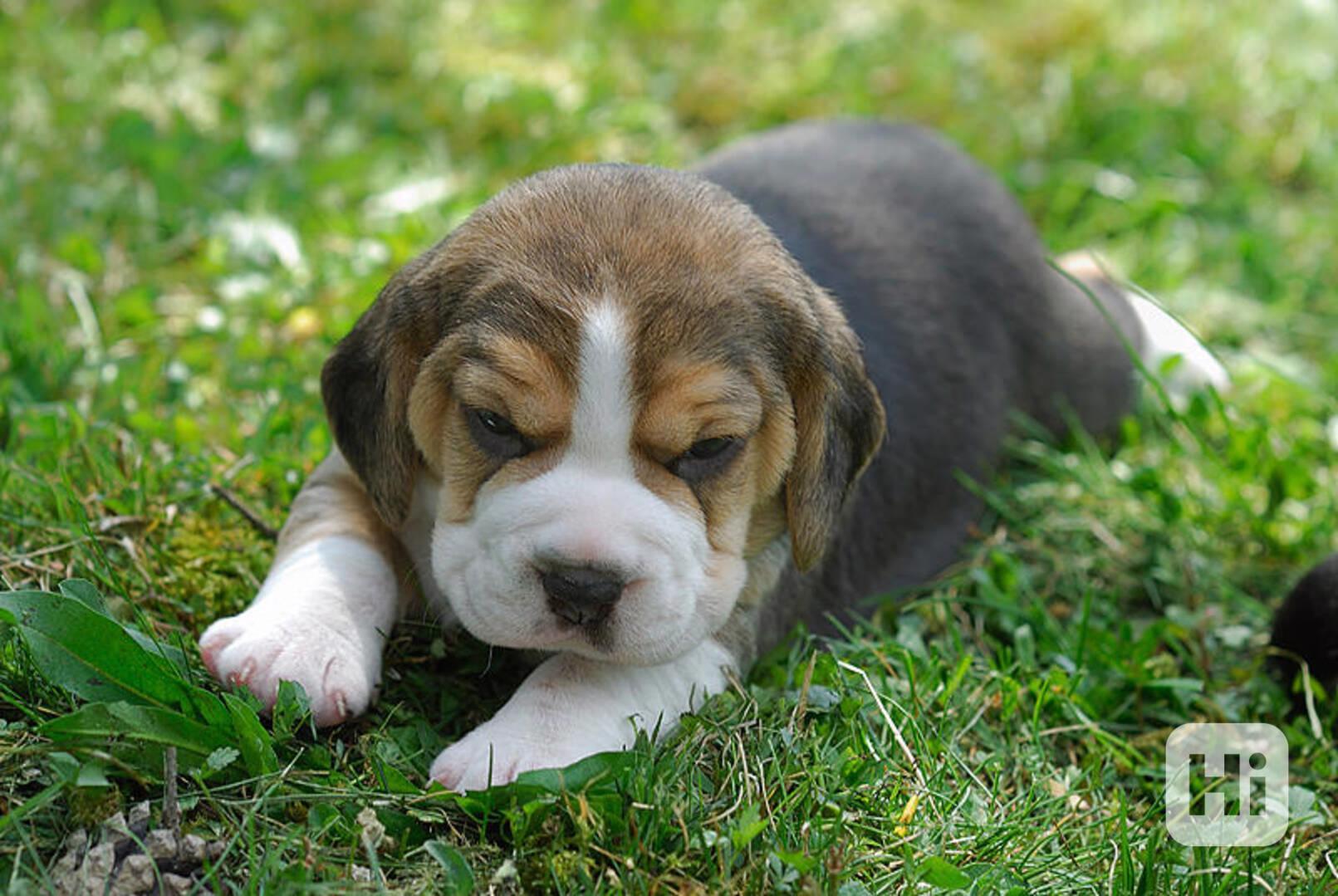 Rozkošná štěňata bígla - foto 1