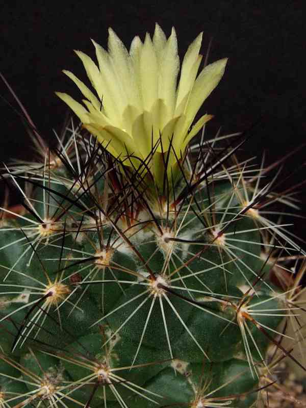 kaktus Coryphantha gladispina DJF 757.45