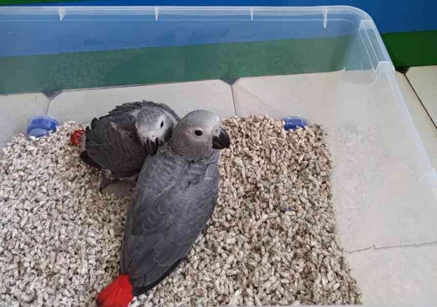 Krásní volně žijící papoušci šedí - foto 1