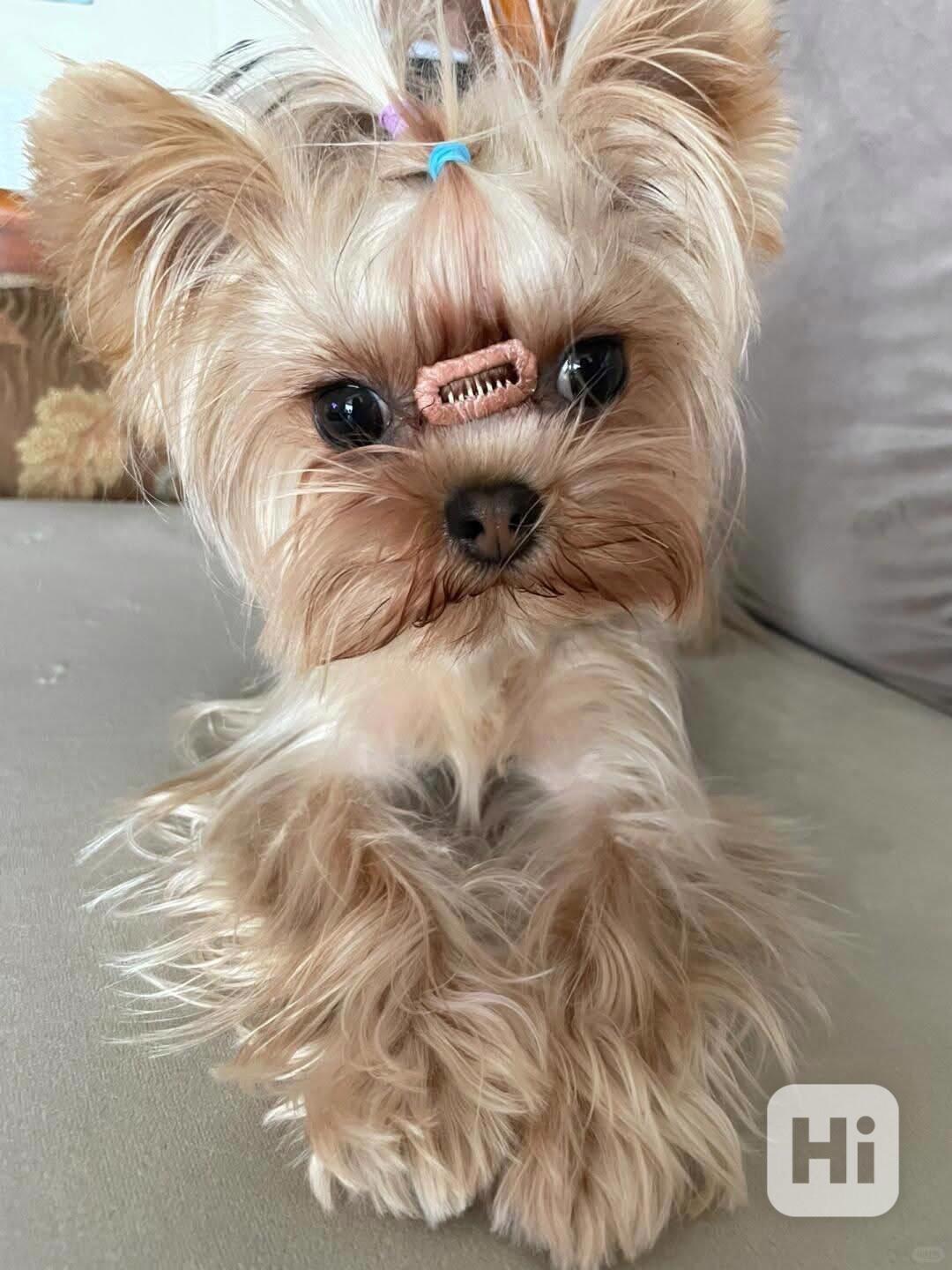 Jorkšírský teriér Yorkshire Golddust štěňata s PP - foto 1