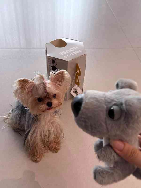 Jorkšírský teriér Yorkshire Golddust štěňata s PP - foto 2