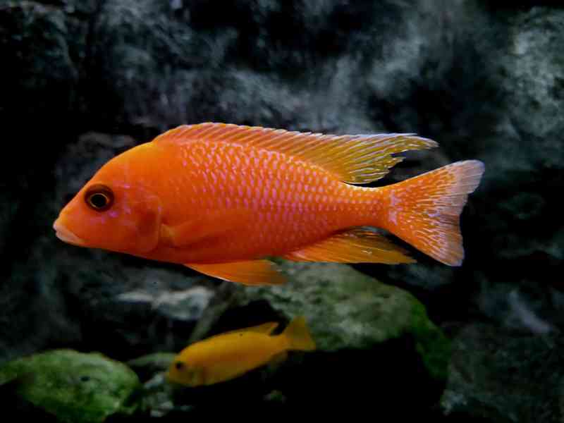 Tlamovci Malawi  - foto 14